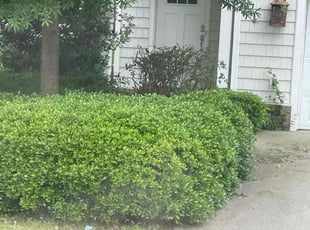 Bush Trimming by Nicholas Harter for april n. in Virginia Beach, VA