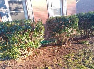 Bush Trimming by Latoya Cole for Thomas L. in Hampton, VA