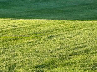Lynn D.'s Lawn Service service result