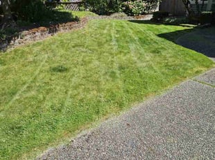 Taylor W.'s Grass Cutting service result