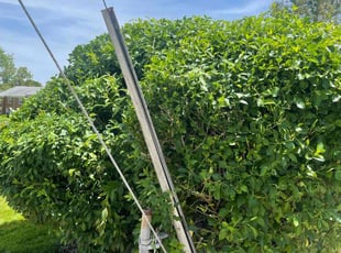 Bush Trimming by Lamar Copeland for Nigest D. in Parkville, MD