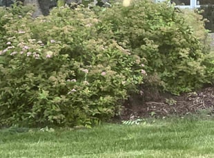 Bush Trimming by Daniel Powers for Molly F. in Eagan, MN