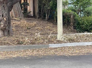 Bush Trimming by Robert Camarena for C G. in Los Angeles, CA