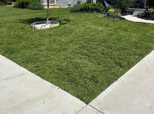 Sangjeoung K.'s Lawn Service service result