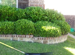 Bush Trimming by Robert Vela for Stacey E. in Fort Worth, TX