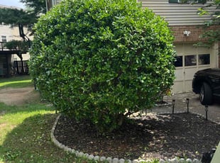 Bush Trimming by Shayne Smith for Jabari K. in Upper Marlboro, MD