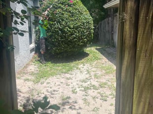 Bush Trimming by Josue Nunez for Alicia C. in Casselberry, FL