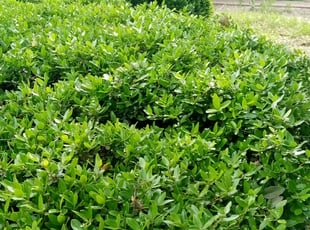 Bush Trimming by Gralin Johnson for 3417 Meadowmoor St Fort Worth, TX 76133 P. in Fort Worth, Tx