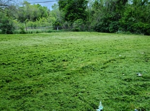 Leaf Removal by Melinda Bartling for Maggie N. in Kansas City, MO
