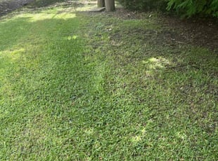Leaf Removal by Terry Felo for RODNEY M. in New Orleans, LA