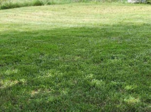 Randy V.'s Lawn Mowing Service service result
