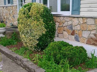 Bush Trimming by Martin Ortiz Cortez for Kaye W. in Newark, DE