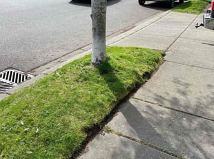 Steven S.'s Lawn Care service result