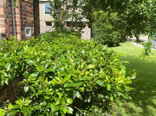 Bush Trimming by Juan Wong for Emily R. in Cypress, TX