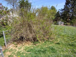 Bush Trimming by William Lawrence for Hinda B. in Shrewsbury, PA