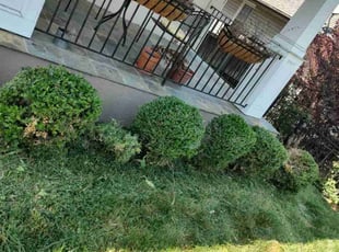 Bush Trimming by Allan Roberts for Hailey K. in Washington, DC