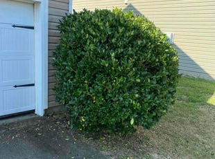 Bush Trimming by Timothy Grant for Warnetta E. in Columbia, SC