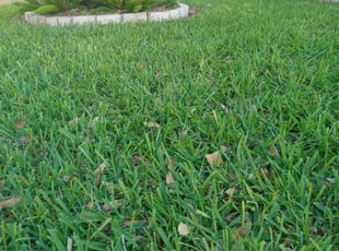 Linda C.'s Yard Cutting service result