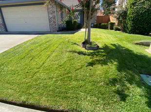Nyla B.'s Lawn Mowing service result