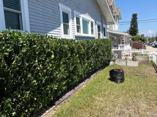 Bush Trimming by Keith Dalke for Paris M. in San Diego, CA