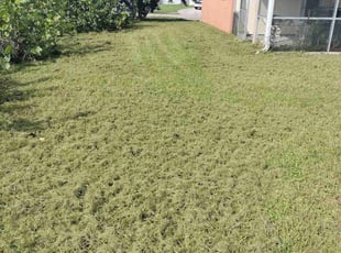 Cori M.'s Lawn Mowing Service service result