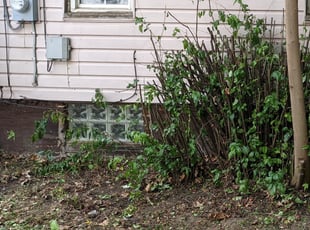 Bush Trimming by Austin Lape for Raysa S. in Akron, OH