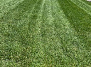 Yolanda U.'s Lawn Service service result