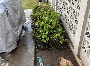Bush Trimming by Brandon Hogan for Justin T. in Fresno, CA