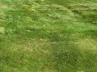 KUMAR R.'s Lawn Care service result