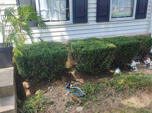 Bush Trimming by Icaro Dos Santos for Sabrina P. in Frederick, MD