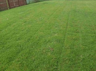 Dwayne K.'s Yard Cutting service result