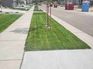 Pam F.'s Grass Cutting service result