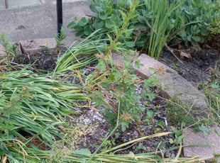 Weeding by Matt Brady for Kimberly R. in Philadelphia, PA