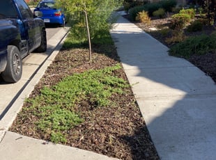 Bush Trimming by Edgar Fuerte for Christopher W. in Sacramento, CA