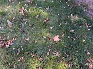 Leaf Removal by Santos Blanco for Aaron S. in Maplewood, MN