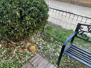 Bush Trimming by Fidel Rodriguez for Phillip W. in Washington, DC
