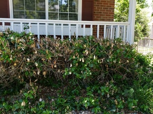 Bush Trimming by Julian Martinez for Emily Y. in Highland Ranch, CO