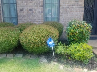 Bush Trimming by Ashley McCarty for Alejandra B. in Germantown, TN