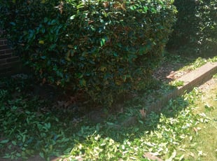 Bush Trimming by Brandon Reed for Kimberly H. in Memphis, TN
