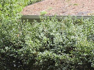 Bush Trimming by Durand Turner for Jeffrey W. in Marietta, GA