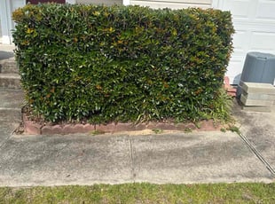 Weeding by Amelia Brown for Dorand and Shawntrell M. in Columbia, SC