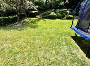 Tamaira R.'s Lawn Care service result