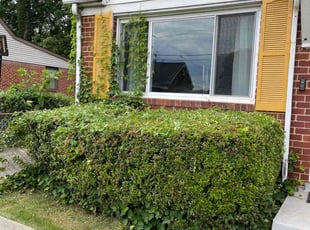 Bush Trimming by Nelly Arredondo for Monet H. in Capitol Heights, MD