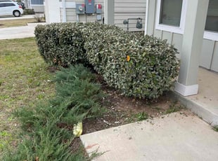Bush Trimming by Eliseo Guerrero RamÃrez for Michael A. in Austin, TX