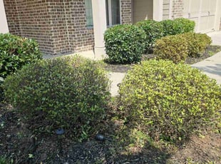 Gilda J.'s Bush Trimming service result