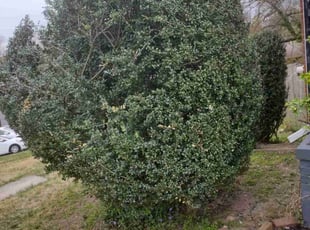 Bush Trimming by Rómulo González for Mark A. in Temple Hills, MD