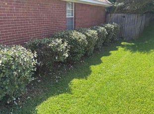 Bush Trimming by Jonathan Brown for Jen D. in Madison, MS