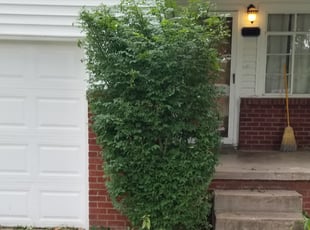 Bush Trimming by Andrew Bussey for Cody L. in Broken Arrow, OK