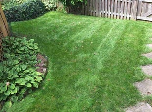 Jeannette T.'s Lawn Mowing Service service result