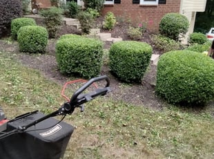Bush Trimming by Amanda Harris for Sarah G. in Lawrenceville, GA